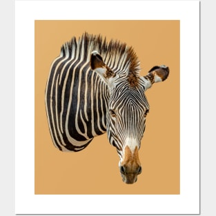 Zebra looking at you Posters and Art